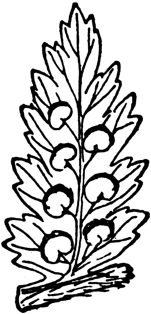 Fern Clipart Etc
