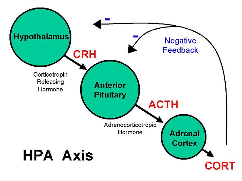 Dad's Life Stress Exposure Can Affect Offspring Brain Development ...