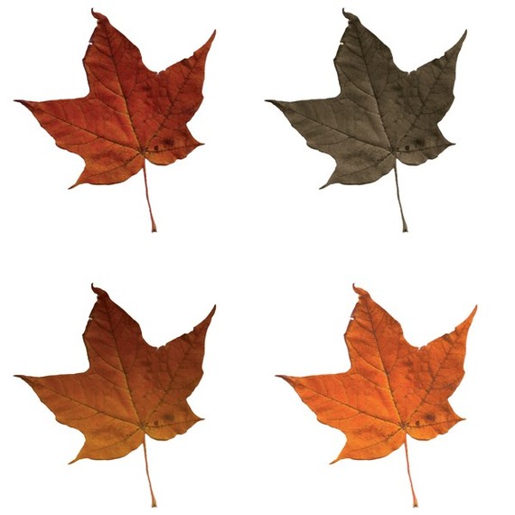 Fall Leaves Clip Art and Border