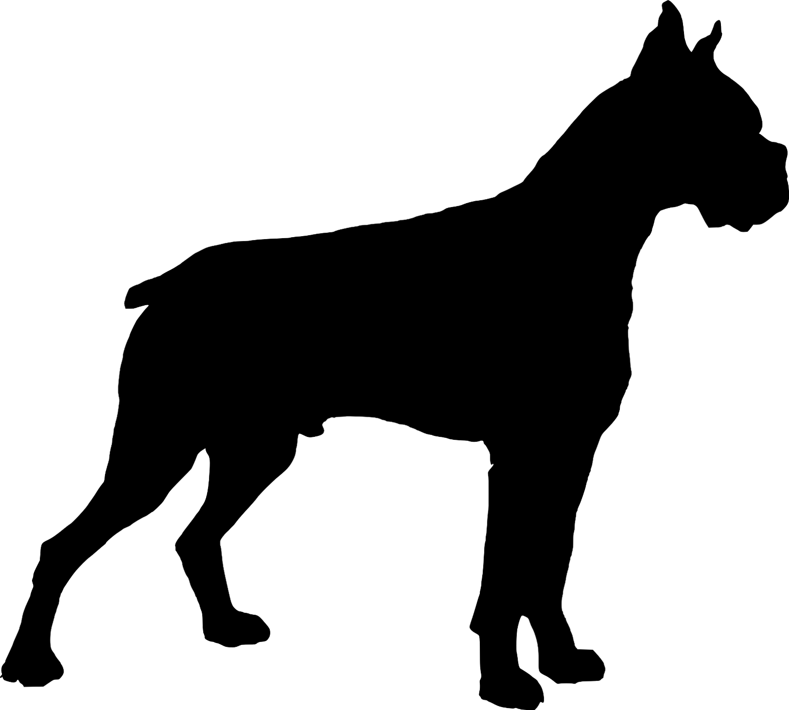 Boxer dog transparent clipart head shot
