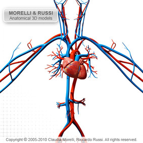 Major Organs, Tissues, and Cells - The Circulatory System