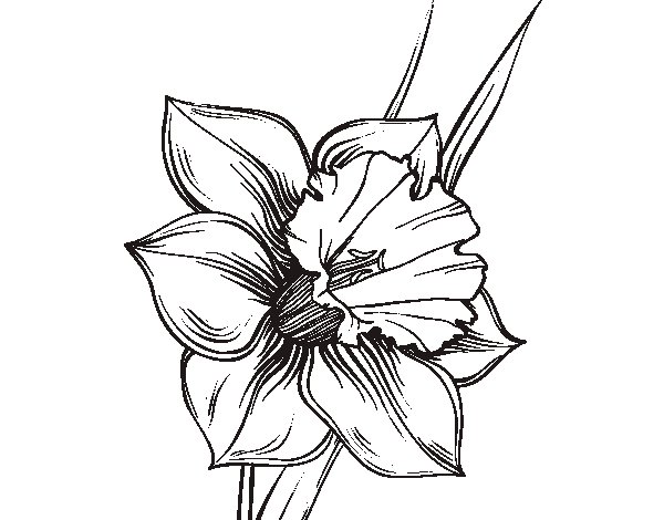 Narcissus flower coloring page - Coloringcrew.com