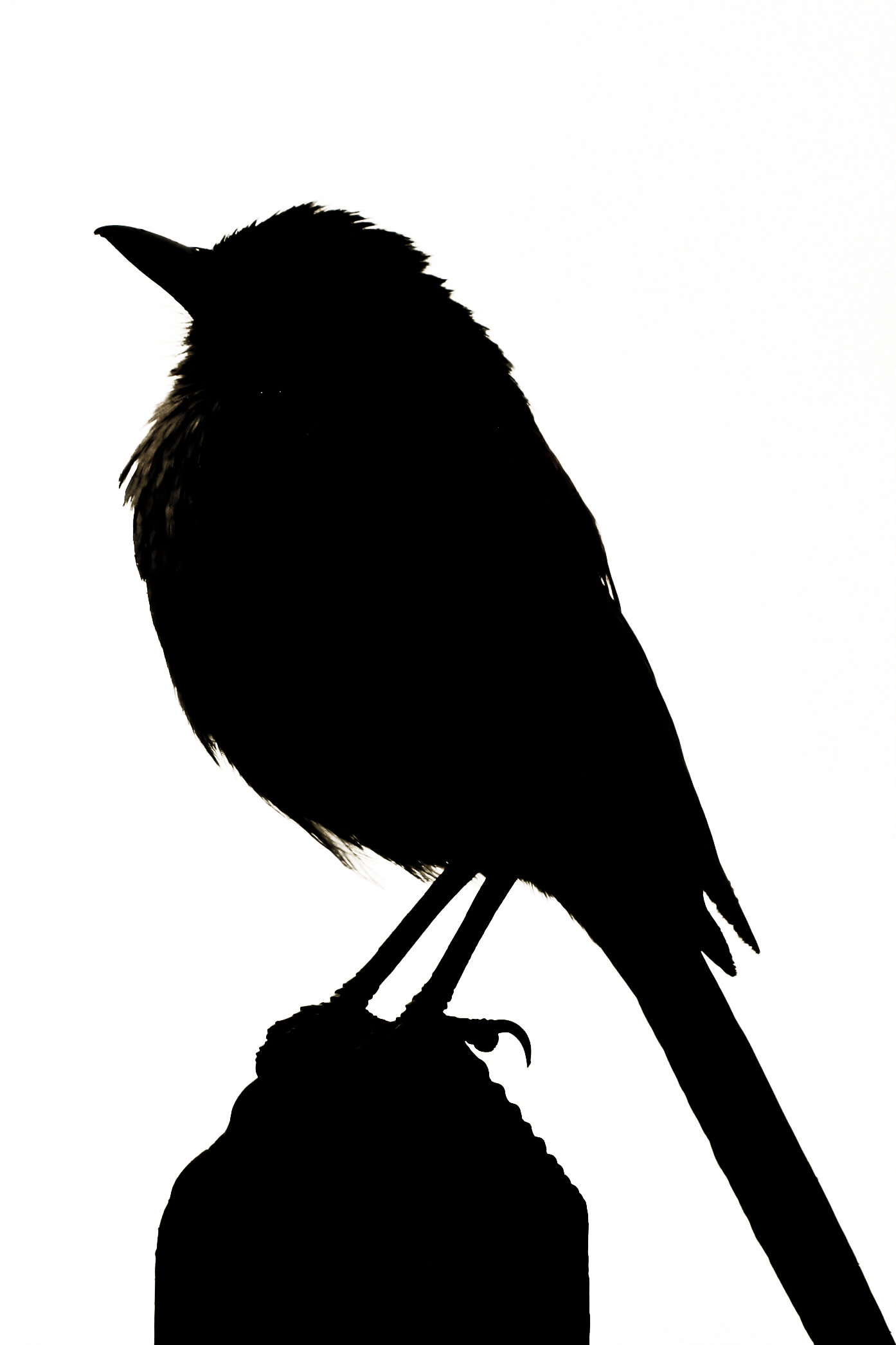 Bird Silhouette | Much to Mumble