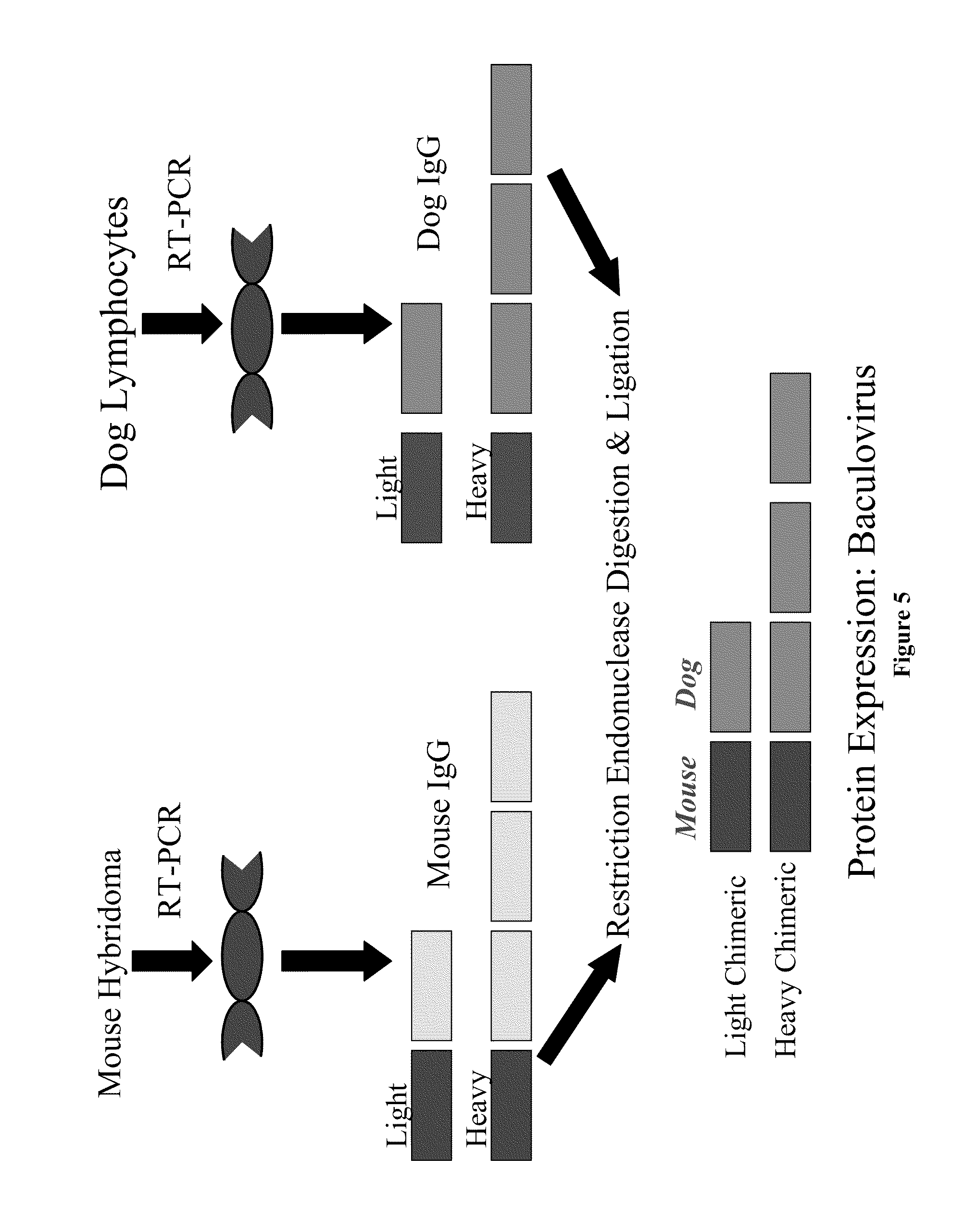 Patent US20100137219 - Methods and Compositions for Inhibiting ...