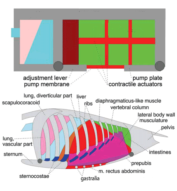Breathing in a box – Respiration in pterosaurs (Geist et al. 2013 ...