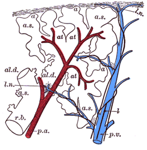 GCSE Science/Breathing and Respiration - Wikibooks, open books for ...