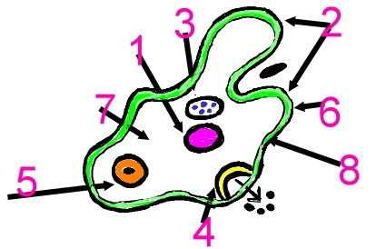 Protist and Fungus Test