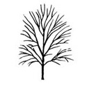 Buy Norman Haddon Dogwood Tree online