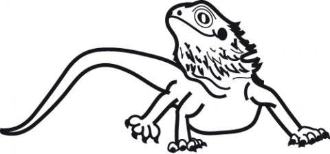 Bearded dragon clip art