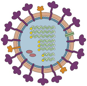 Neutrophil Images - ClipArt Best