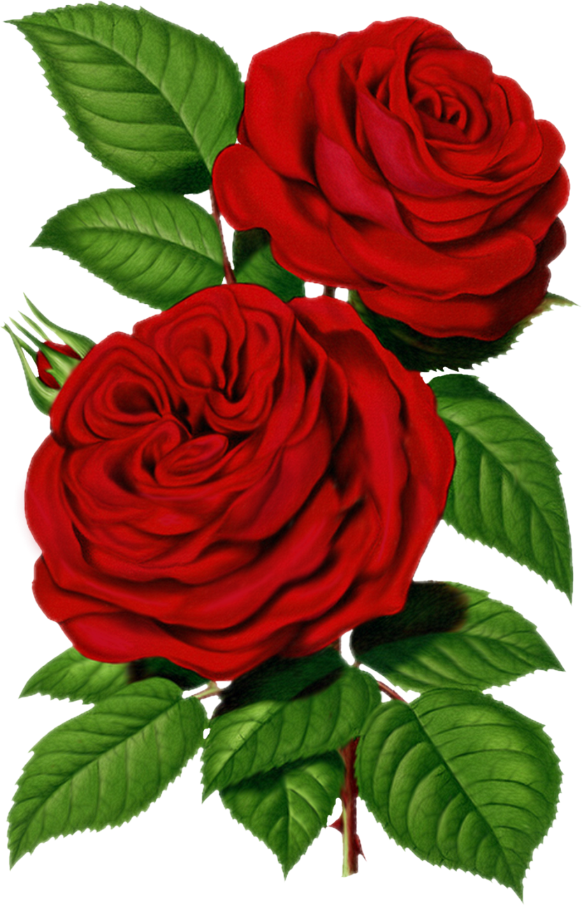 Rose graphic clipart best