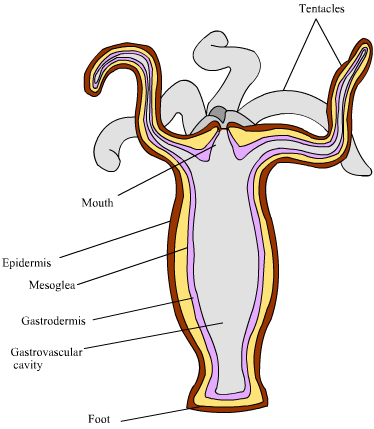 CBSE Class 9 Science what do mean by no body cavity between
