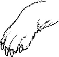 Bear Paw Drawing - ClipArt Best