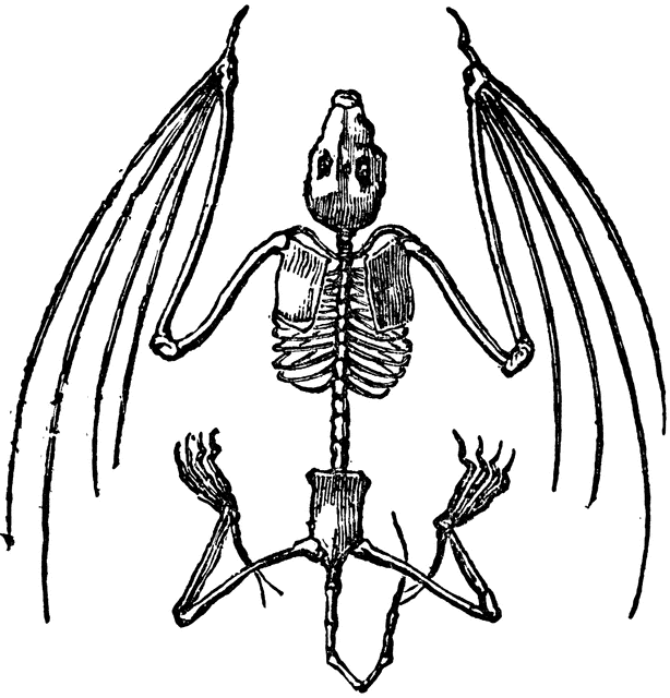 Bat Skeleton | ClipArt ETC