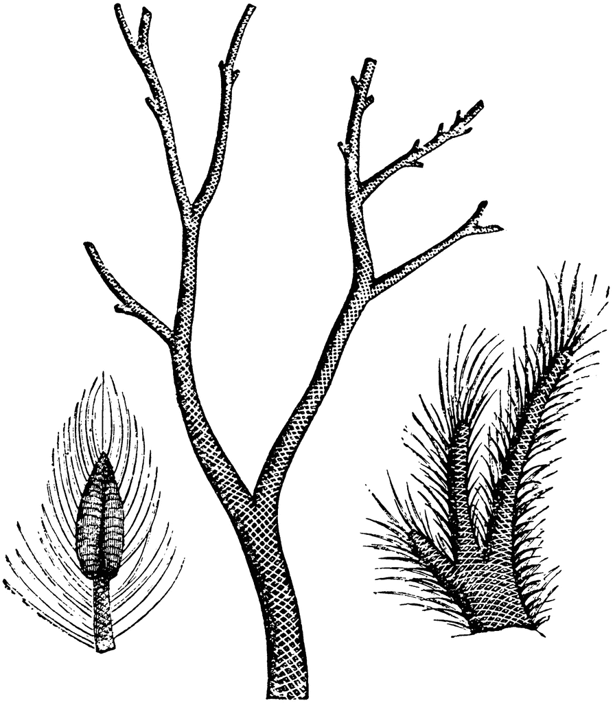 tree branch clipart image search results