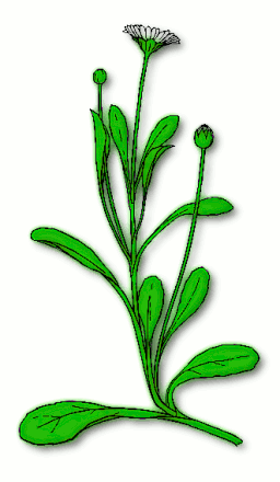 Free Daisy Clipart - Public Domain Flower clip art, images and ...