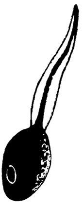 Animals For > Froglet Black And White Clipart
