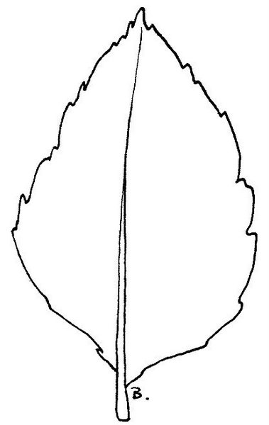 Gallery For > Sunflower Leaf Template