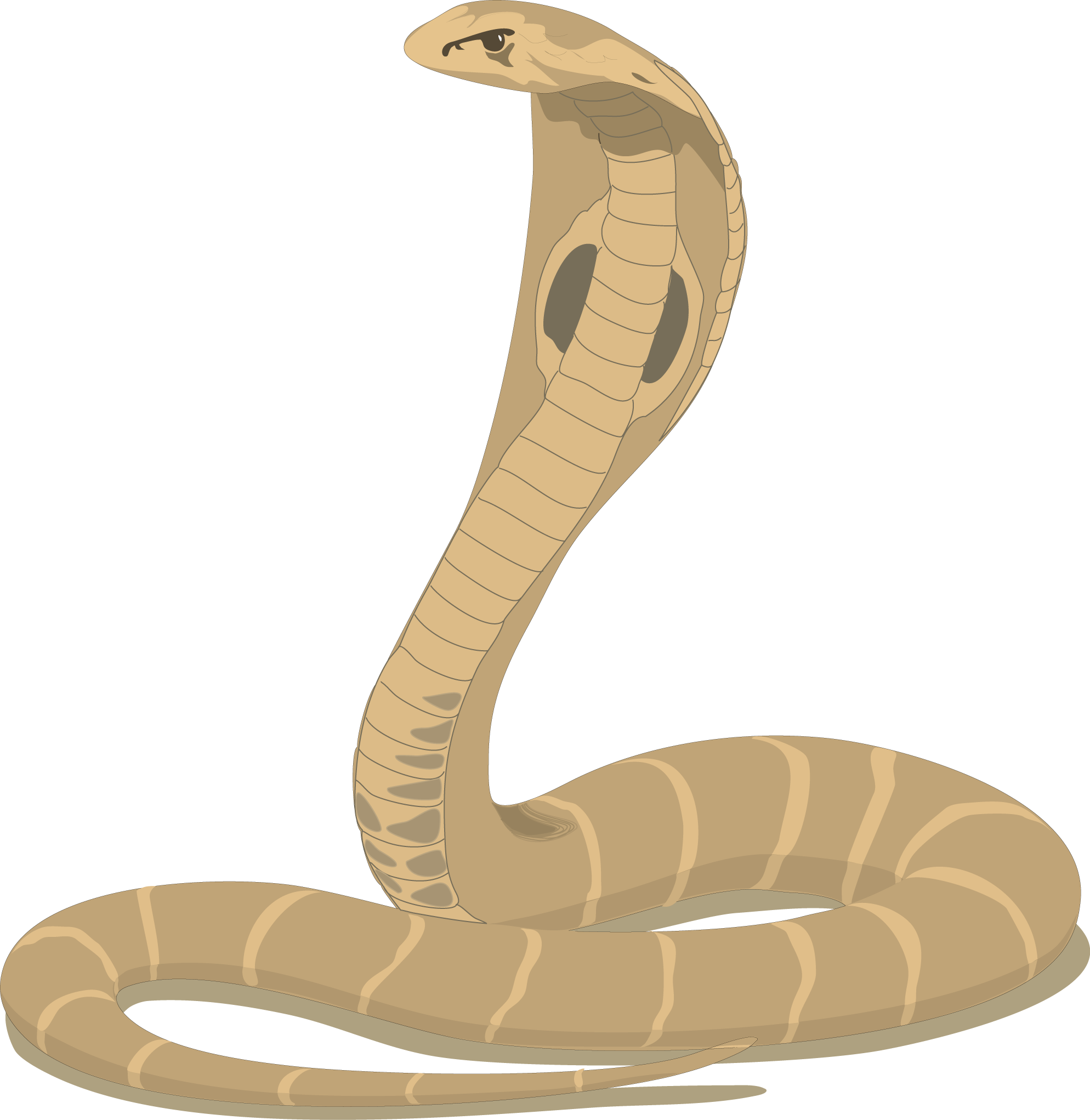 photos of cobra snakes