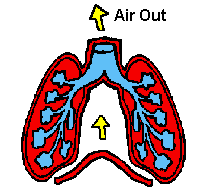 Respiratory System Animated Gif - ClipArt Best