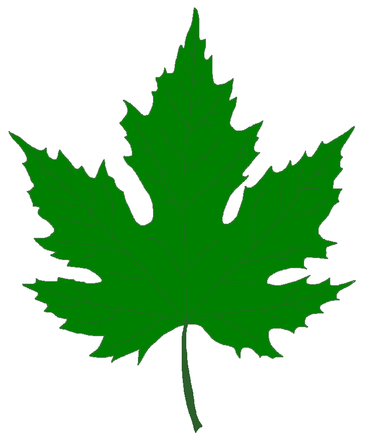 Sycamore Tree Leaf Clipart