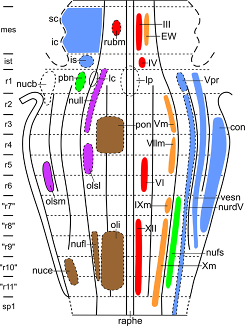 Frontiers | The Structural, Functional, and Molecular Organization ...