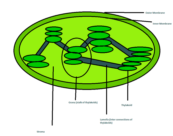 Solved: Draw a simplified diagram of a chloroplast, and label i ...