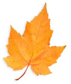 Canada 2016 Autumn Radiance Murano Glass Maple Leaf $50 5 Oz Pure ...