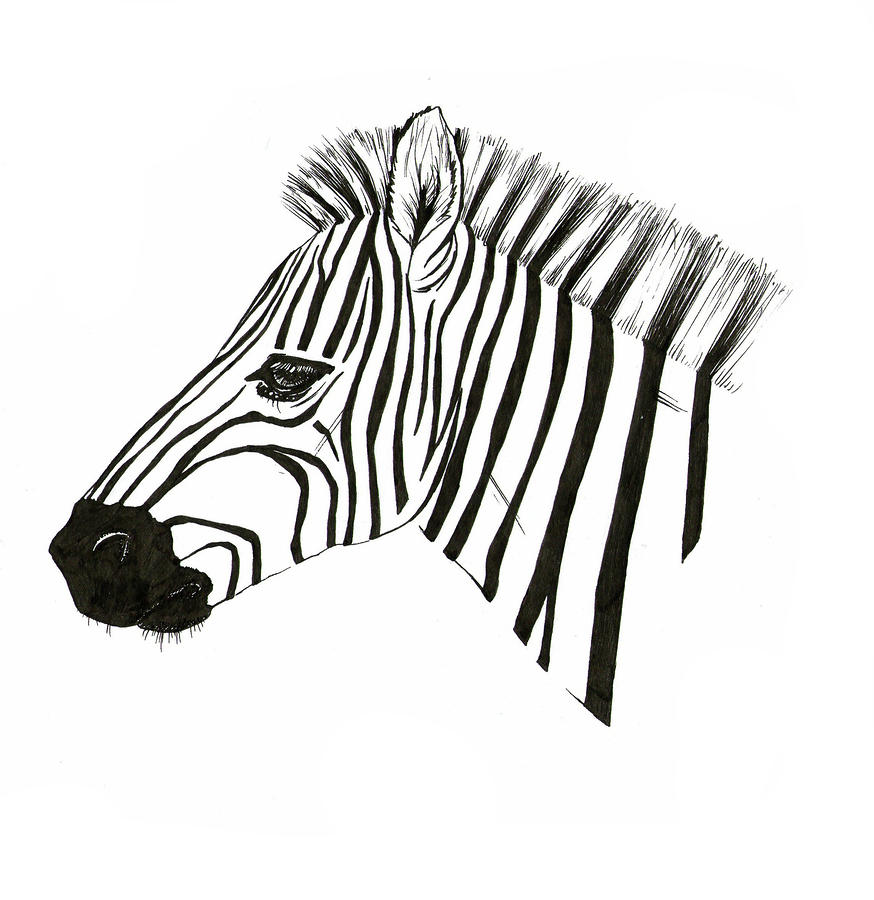Zebra Drawing by Fliss Ellis - Zebra Fine Art Prints and Posters ...