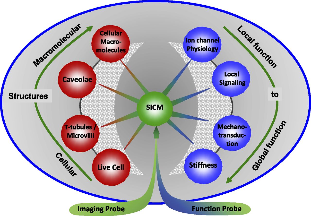 The scanning ion conductance microscope for cellular physiology ...