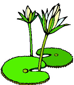 Clip Art - Clip art water lily 783588