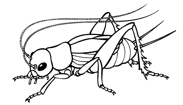 Clip Art Insects