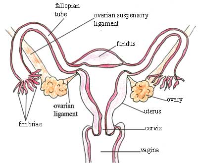 Female Reproductive System Diagram Side View | knowyourliver