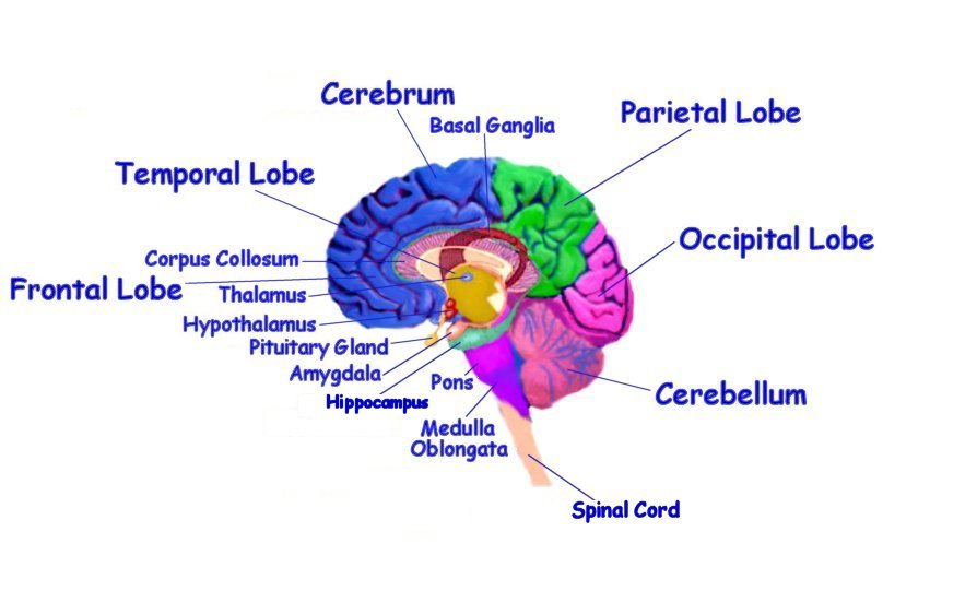 Imgs For > Brain Diagram For Kids To Label