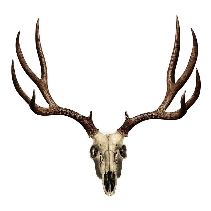Deer Skull Drawing | Deer Skull ...