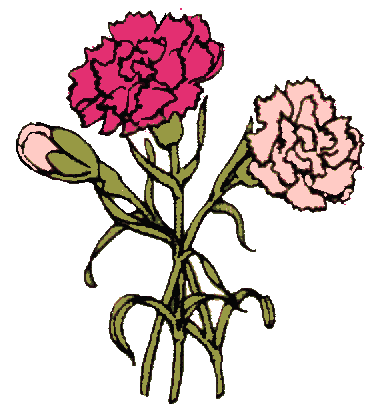 White Carnation Clipart