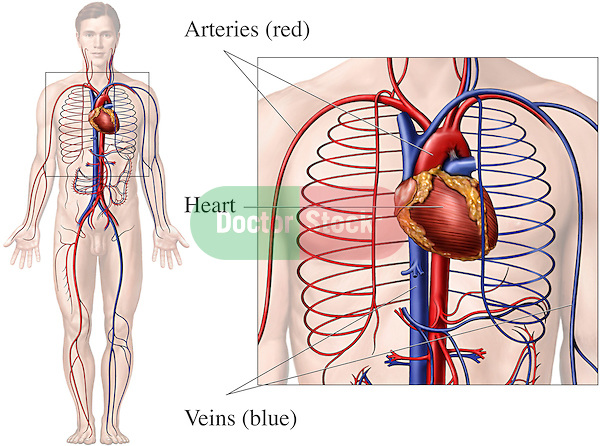 1000+ images about male anatomy | Human anatomy ...