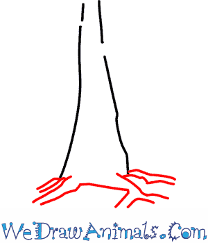 How to Draw a Redwood Tree