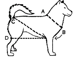 Measuring for A Harness