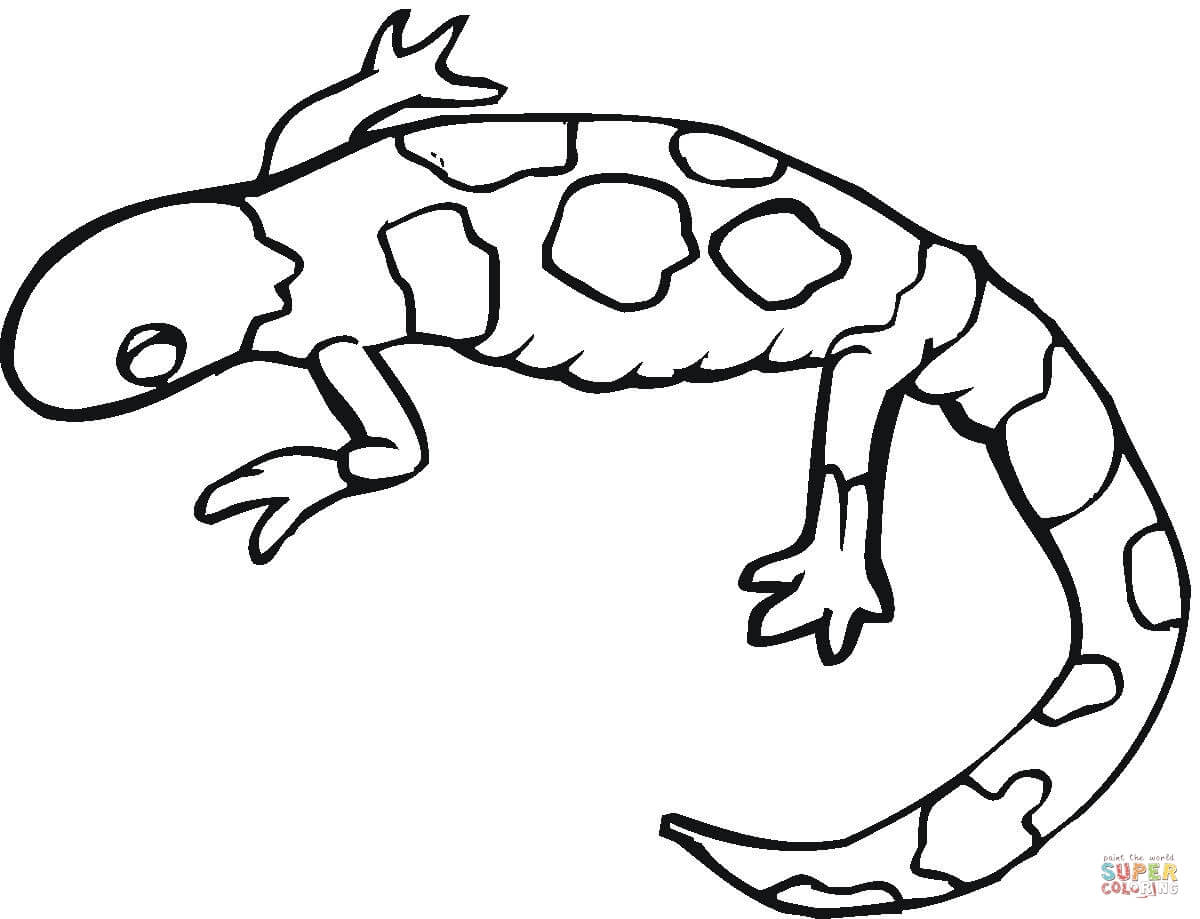 Colorful Gecko coloring page | Free Printable Coloring Pages