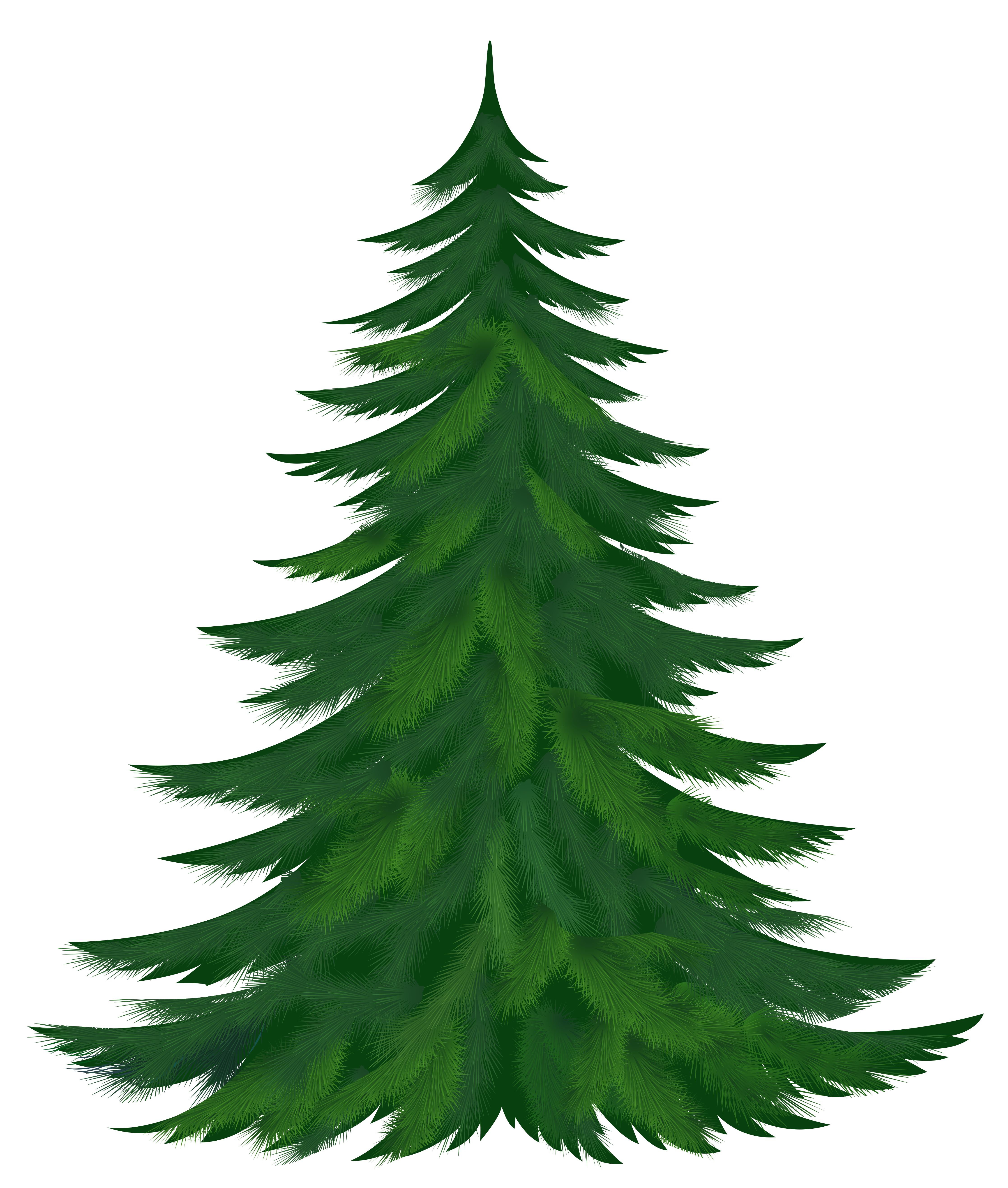 Pine trees clipart