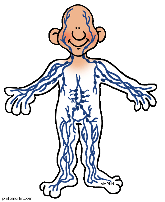 Cartoon Body System Clipart