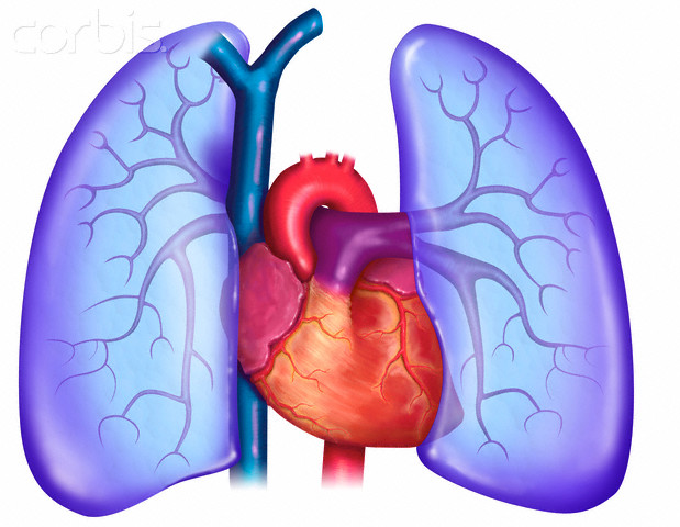 Heart and lungs clipart