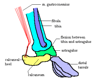 Appendicular Skeleton Diagram - ClipArt Best