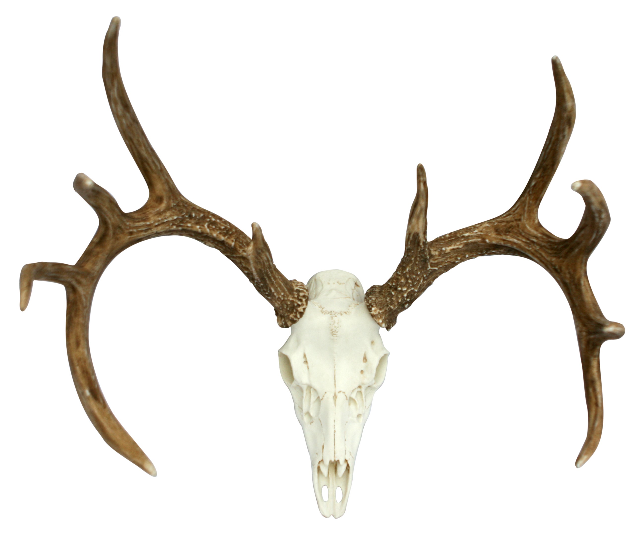 1000+ images about skull