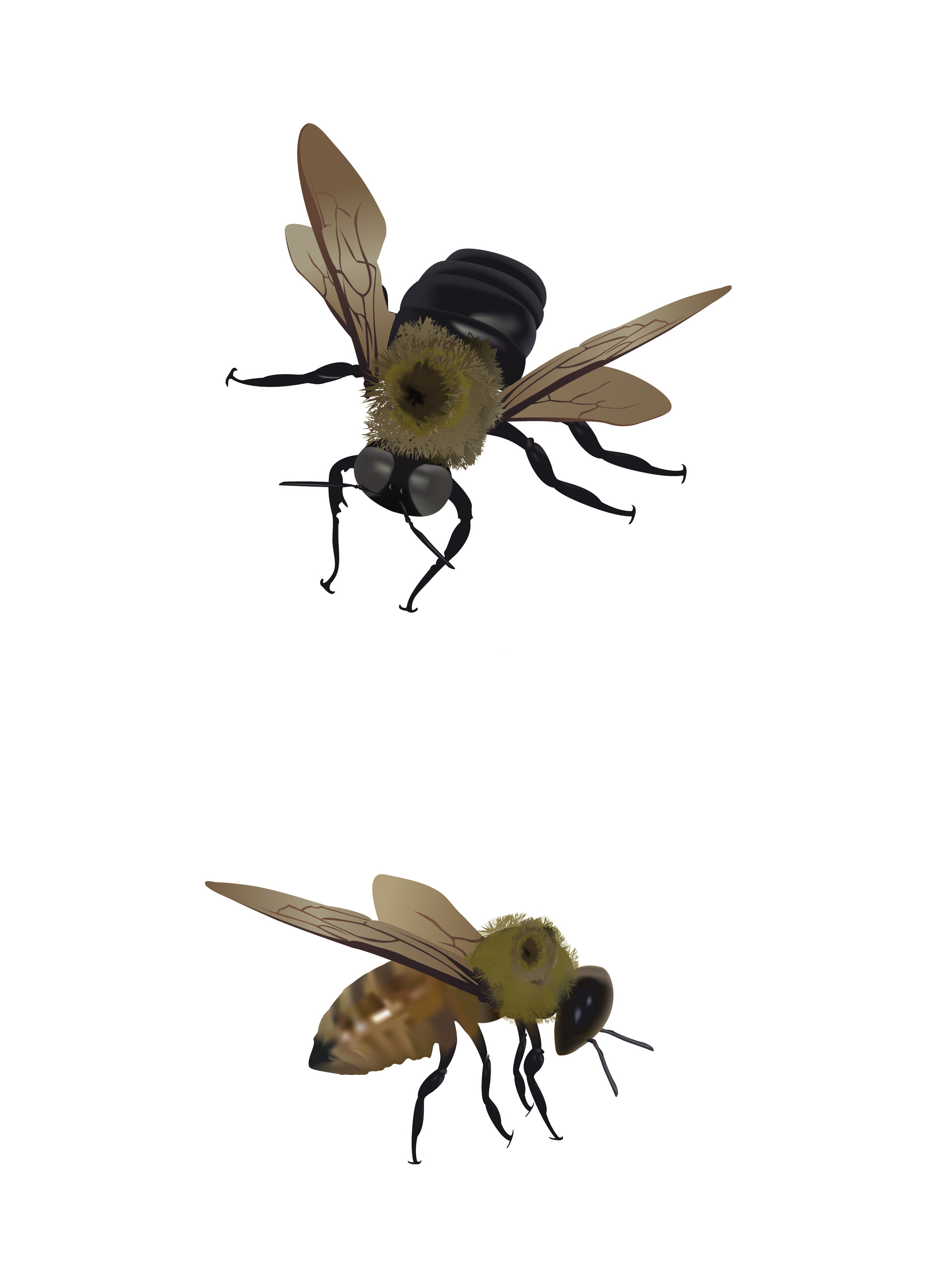Honey Bee Illustrations