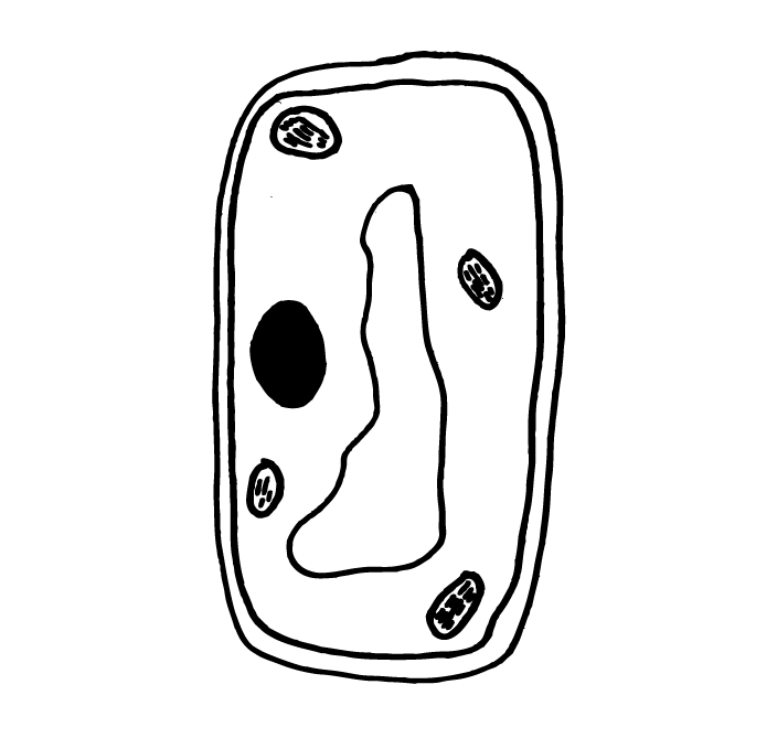 How to draw a plant cell - Vivid Biology