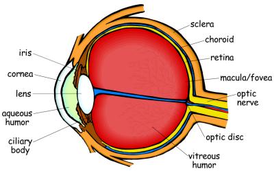 Labeled Male Reproductive System Diagram Clipart - Free to use ...