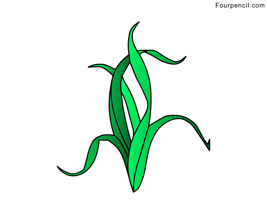 seaweed drawing Gallery