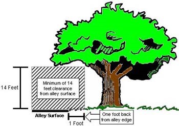 Tree Limbs & Branches | Plano, TX - Official Website